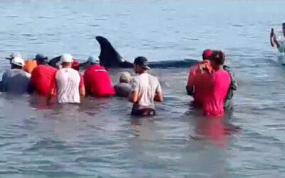40 pescadores y miembros de la FANB liberan a siete ballenas orca varadas en Sucre