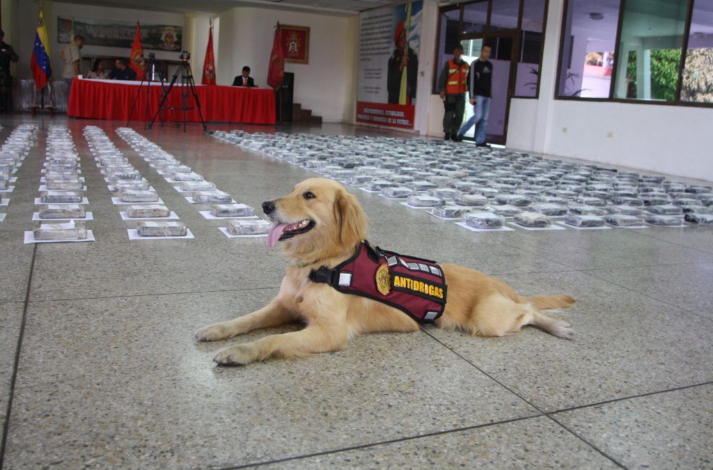 Un can de la GNB detectó 330 kilos de droga escondida en una cava