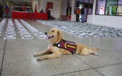 Un can de la GNB detectó 330 kilos de droga escondida en una cava