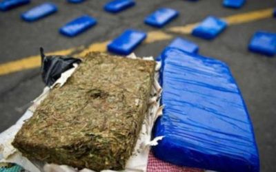 Incautan en Portuguesa 506 panelas de marihuana