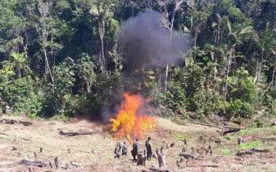 Destruyen 410 mil plantas de coca y un centro de acopio en la frontera con Colombia