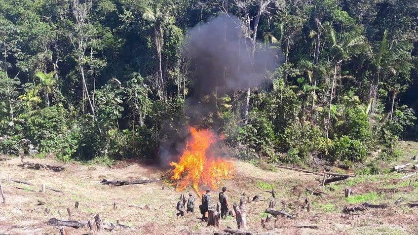 Destruyen 410 mil plantas de coca y un centro de acopio en la frontera con Colombia