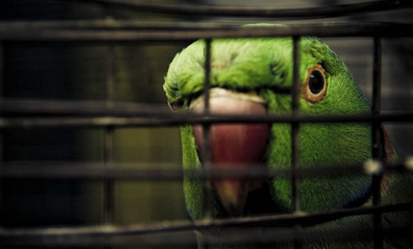 Lara | FANB recupera más de 370 aves de una red de tráfico de fauna silvestre