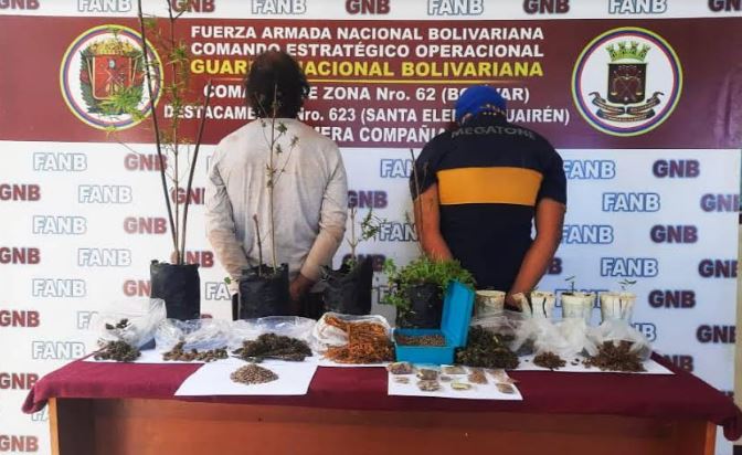 Bolívar: GNB atrapó a dos hombres con semillas de marihuana