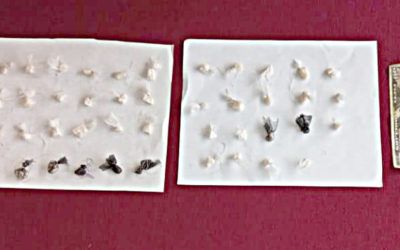 GNB desarticuló banda de distribución de droga