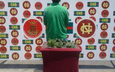 GNB-Zulia detiene a un ciudadano por tráfico ilegal de 16 aves en La Cañada de Urdaneta