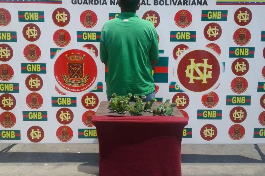 GNB-Zulia detiene a un ciudadano por tráfico ilegal de 16 aves en La Cañada de Urdaneta