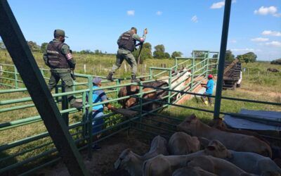 GNB-Zulia recupera 100 reses y libera a seis ciudadanos tras robo en una finca