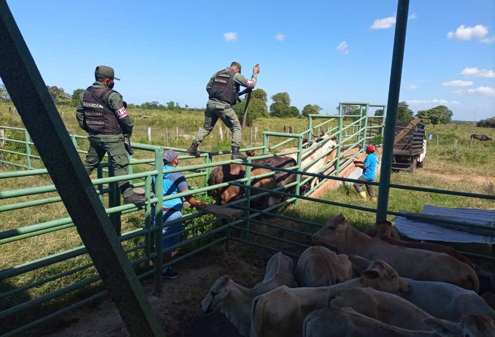 GNB-Zulia recupera 100 reses y libera a seis ciudadanos tras robo en una finca