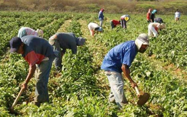500 efectivos de la FANB acompañarán arrime de cosecha en Anzoátegui