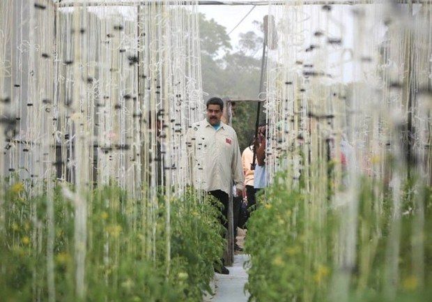 Presidente supervisó núcleo de agricultura urbana de cadetes de Academia Militar de GNB