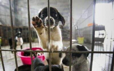 Asoguau: Ley de Protección Animal en Venezuela es muy general