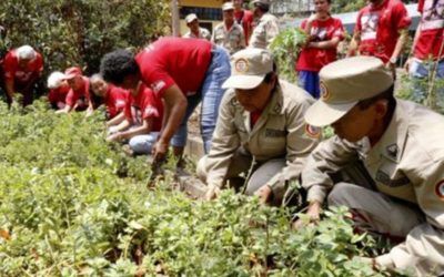 6 mil 950 milicianos participaron en el Plan Pica, Poda y Tala del SEN