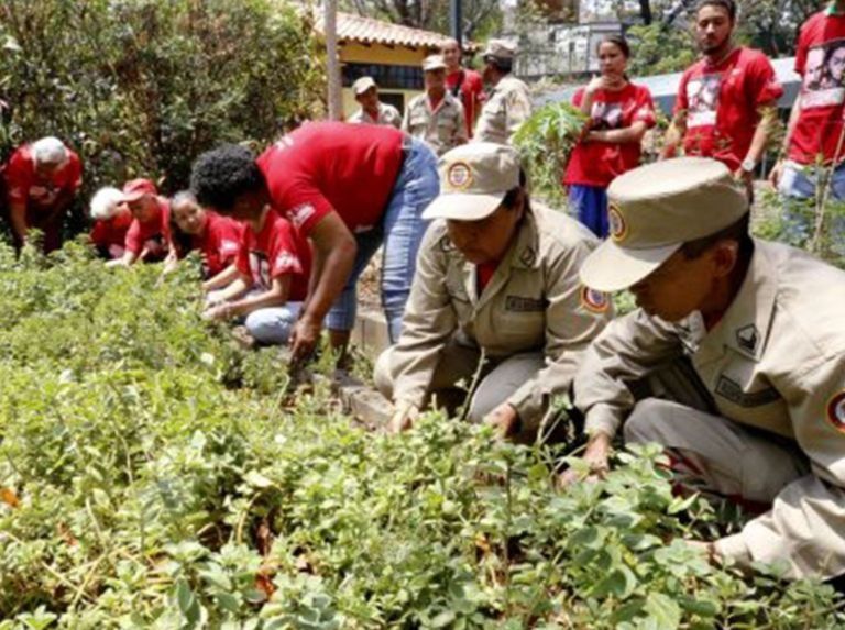 6 mil 950 milicianos participaron en el Plan Pica, Poda y Tala del SEN