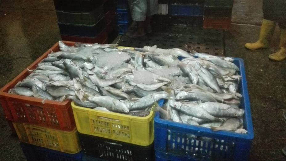 Sundde con el apoyo de la FANB incautó 18 mil kilos de pescado en Mercado de Coche