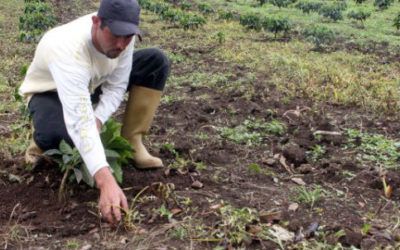 FANB sumará desde Portuguesa más de 3.700 hectáreas a producción nacional de cereales
