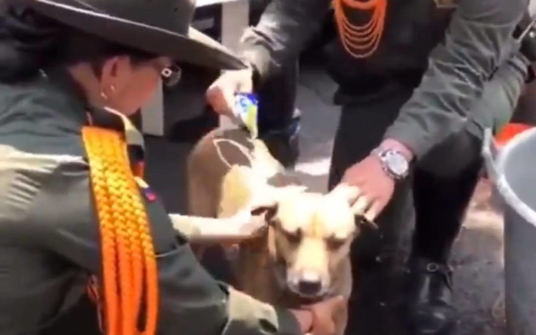 Funcionarios colombianos atendieron a perros antidrogas de la GNB