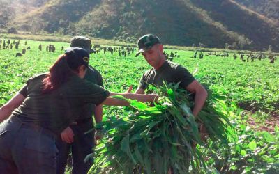 Miembros de la ZODI Aragua recolectarán más de 6 millones de kilogramos de leguminosas