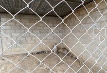MINEA con apoyo de la GNB rescató animales de zoológico clandestino
