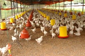 FANB y Gobernación de Zulia verificaron operación de empresa productora de alimentos para animales