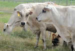 PNB detuvo a seis miembros de una banda que robaba ganado en Guárico